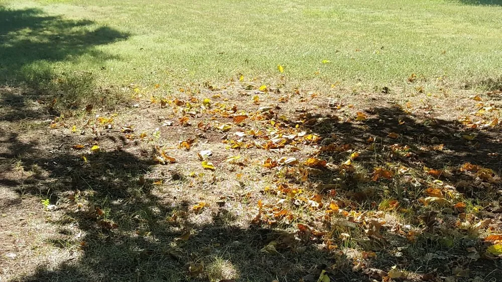 Expert landscape installation for outdoor upgrades in Denton, TX by AM Lawn Care