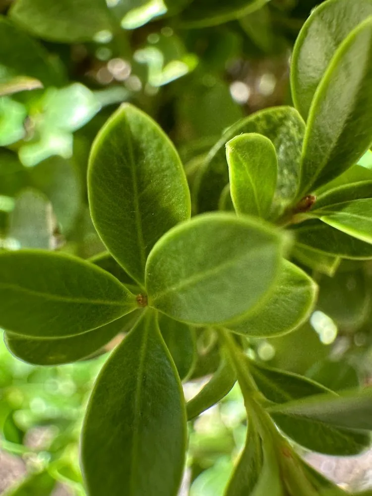 Local yard maintenance in Dallas, TX by A.M Lawncare & Landscape