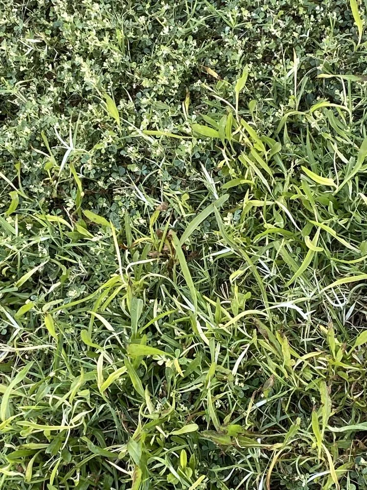 Professional landscaping services near you across Dallas, TX - A.M Lawncare & Landscape