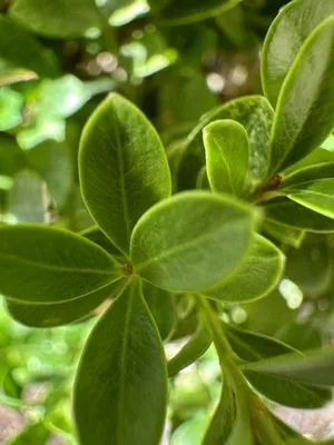 A.M Lawncare & Landscape Logo