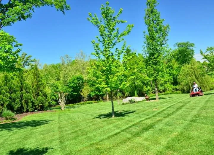 Professional yard cleanup service in Locust Grove, GA by A&M Professional Landscapers