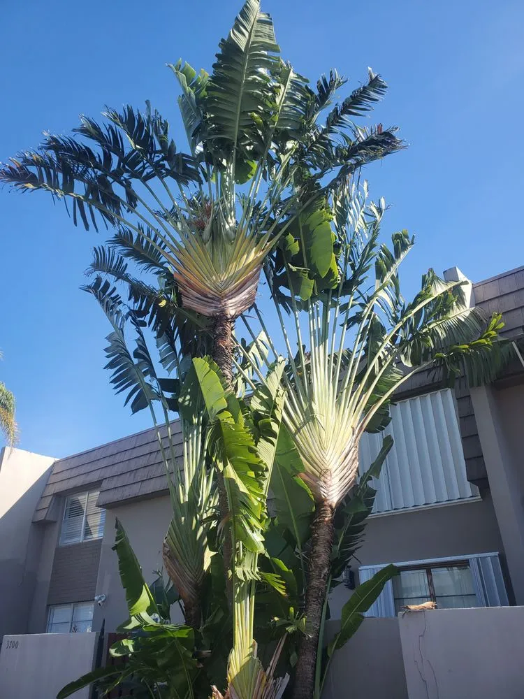 Reliable landscaping services in Davie, FL by A&M the Leyend Landscaping