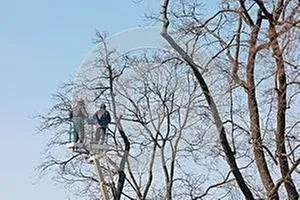 A&M Tree Services