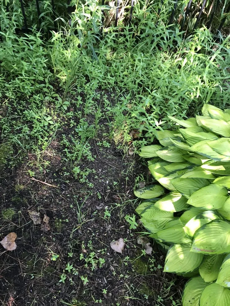 Local landscaping services for residential properties in Mundelein, IL by A.M. Woodland Outdoor Design