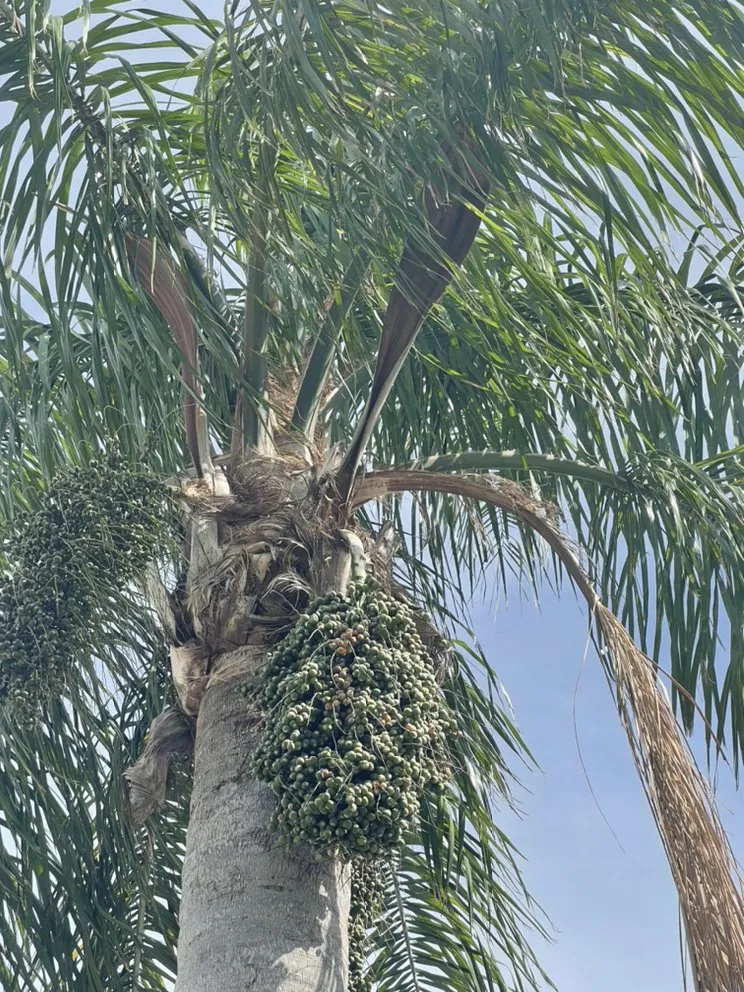 Expert landscape installation for homes across Hudson, FL - A.M.A Creations