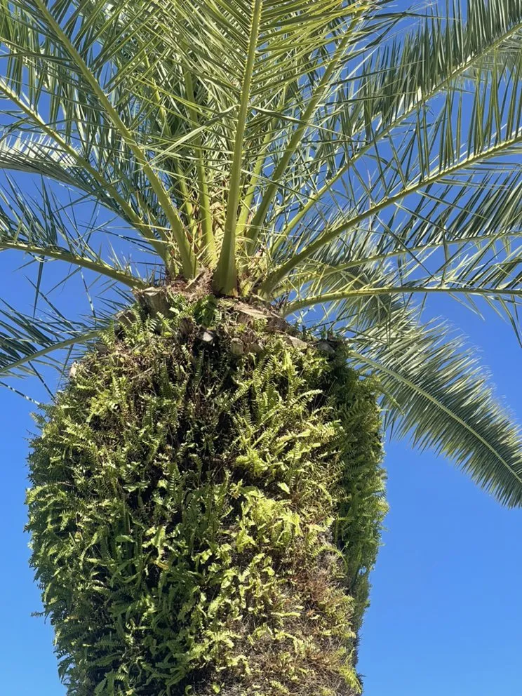 Trusted garden landscaping experts serving Hudson, FL - A.M.A Creations