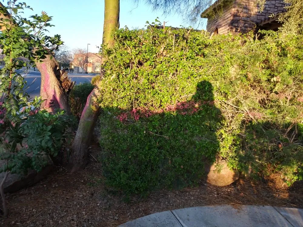 Reliable garden landscaping experts serving Phoenix, AZ - AMA Landscaping