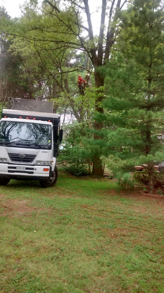 Affordable yard cleanup service experts serving Manassas, VA - Amada Landscaping