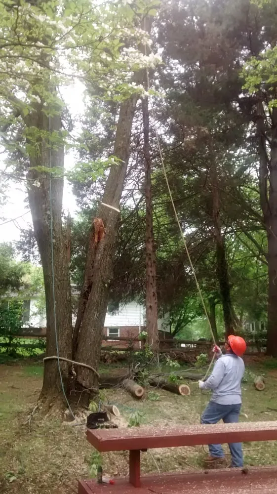 Top-rated yard cleanup service experts serving Manassas, VA - Amada Landscaping