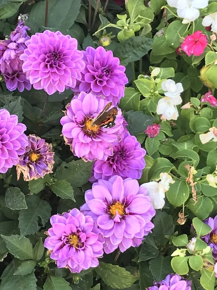 Trusted lawn care service in Amarillo, TX - Amarillo Lawnmaster