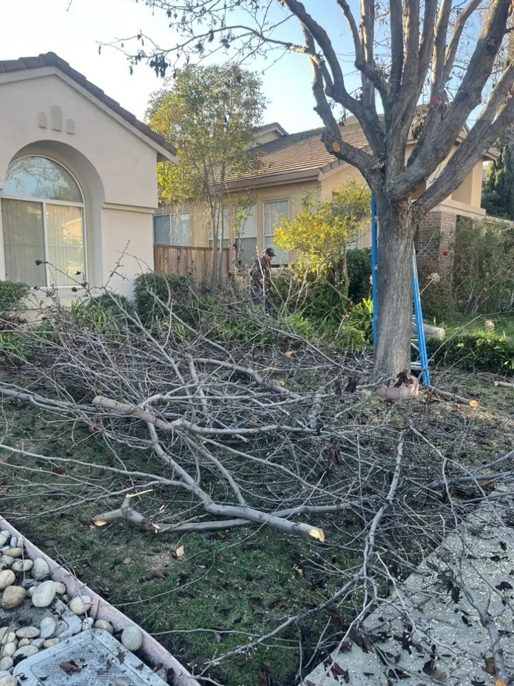 Trusted yard maintenance for residential properties across Hayward, CA - Amaro Landscaping Services