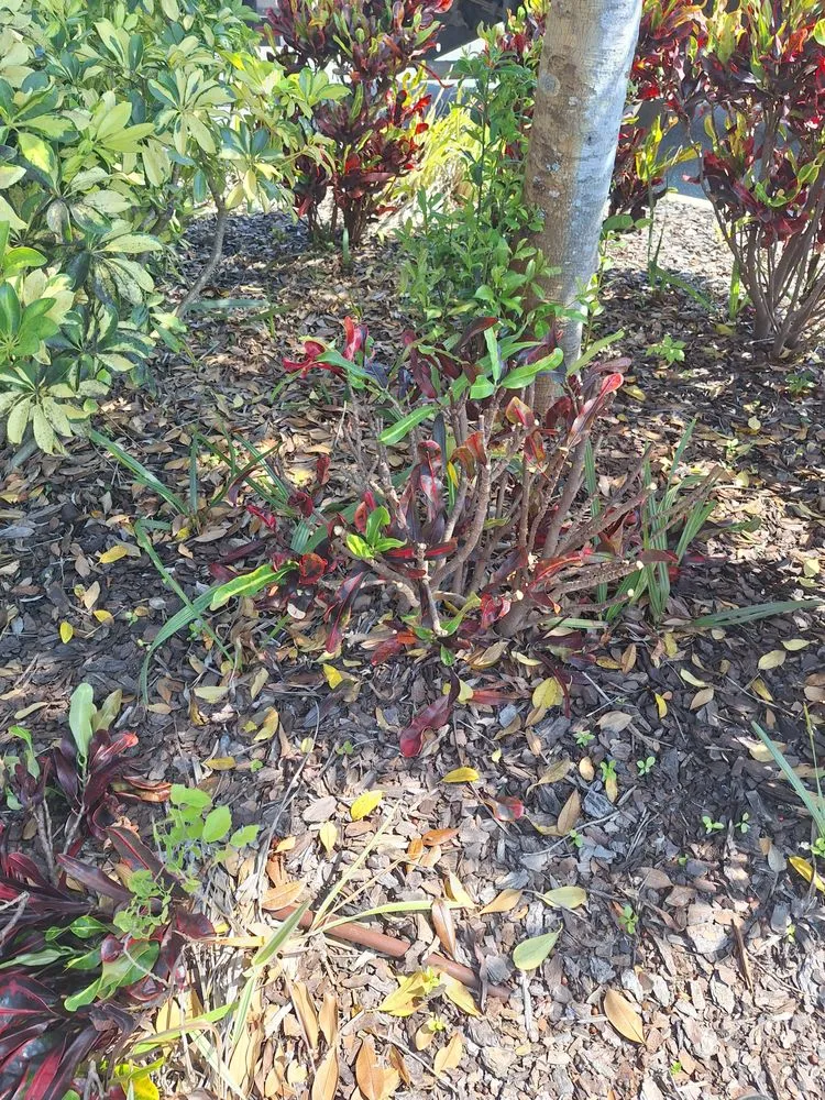 Reliable lawn care service experts serving Orlando, FL - Amat's Budget Landscaping