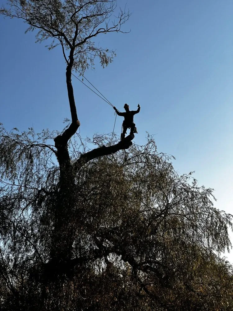 Local yard cleanup service experts serving Riverhead, NY - Amaya Tree Service