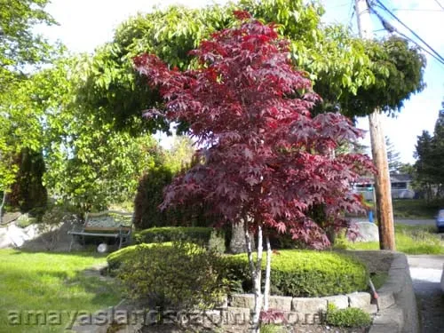 Custom landscape design in Burien, WA - Amaya's Landscaping