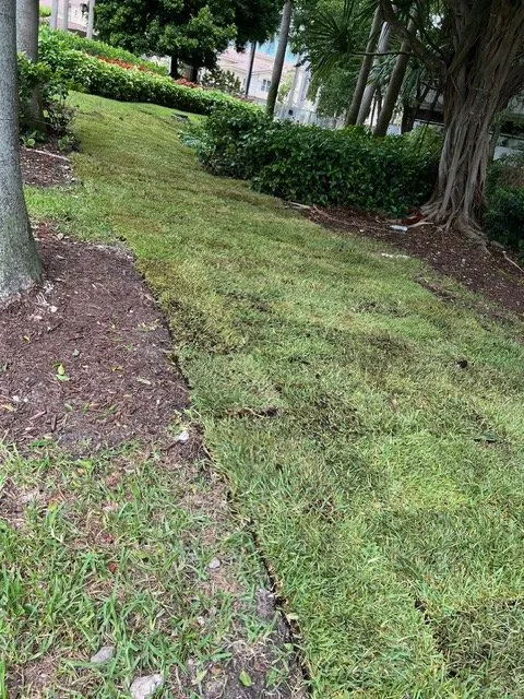 Affordable landscape installation in Miami, FL by Amazing & Creative Services