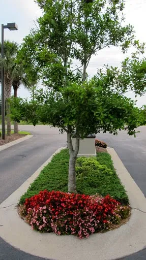 Expert outdoor landscaping in Myrtle Beach, SC by Amazing Blades Landscaping