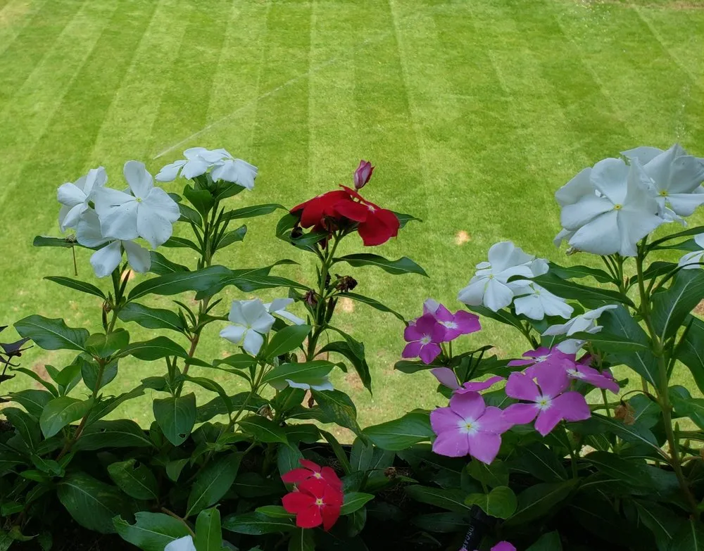 Local lawn care service for year-round maintenance in Myrtle Beach, SC by Amazing Blades Landscaping