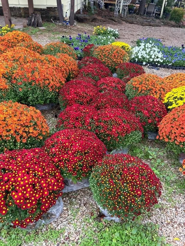 Affordable yard cleanup service in Grapevine, TX - Amazing Grace Garden Center