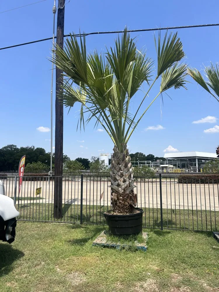 Trusted garden landscaping experts serving Grapevine, TX - Amazing Grace Garden Center