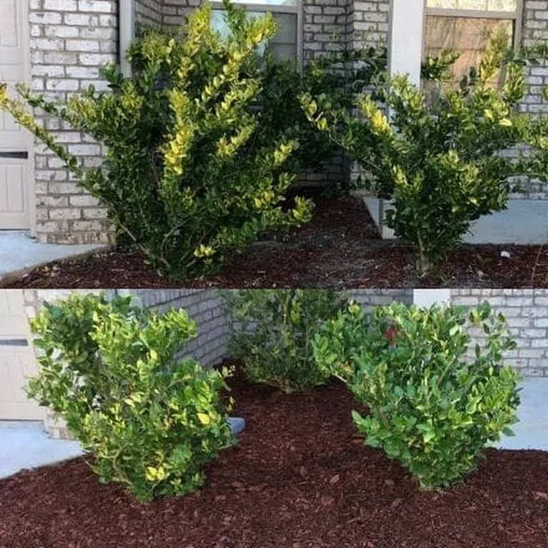 Local residential landscaping experts serving Kissimmee, FL - Amazing Grace Landscaping