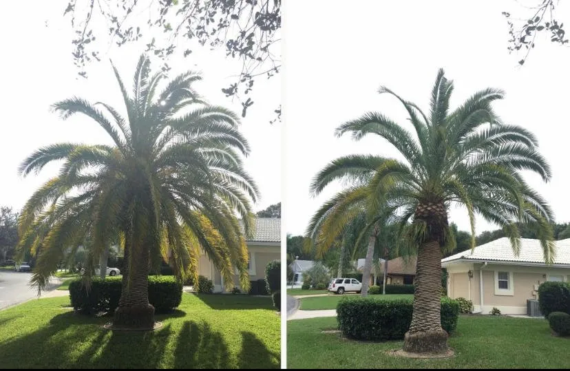Top-rated landscape installation experts serving Kissimmee, FL - Amazing Grace Landscaping