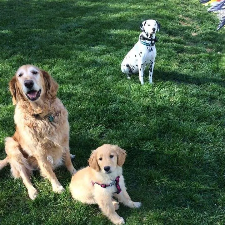 Local landscaping services in Bel Air, MD - Amazing Grass Professional Turf Solutions