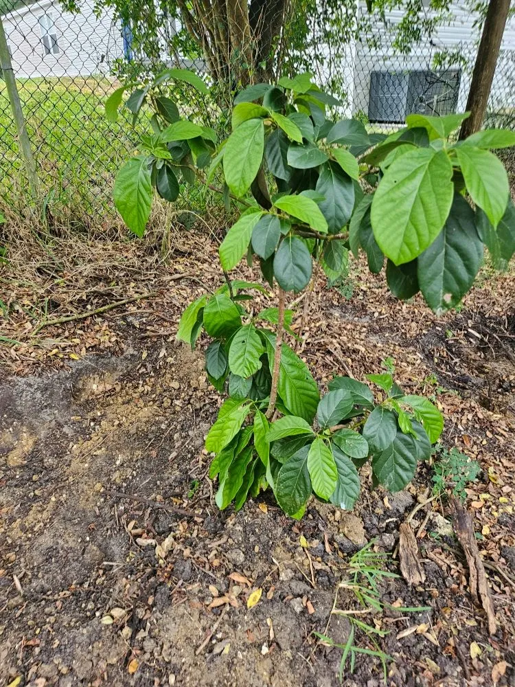 Custom landscaping services in Davie, FL by Amazing Handyman