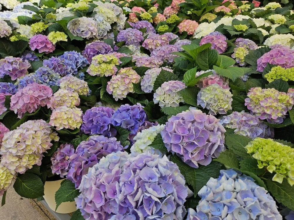 Professional garden landscaping in Davie, FL by Amazing Handyman