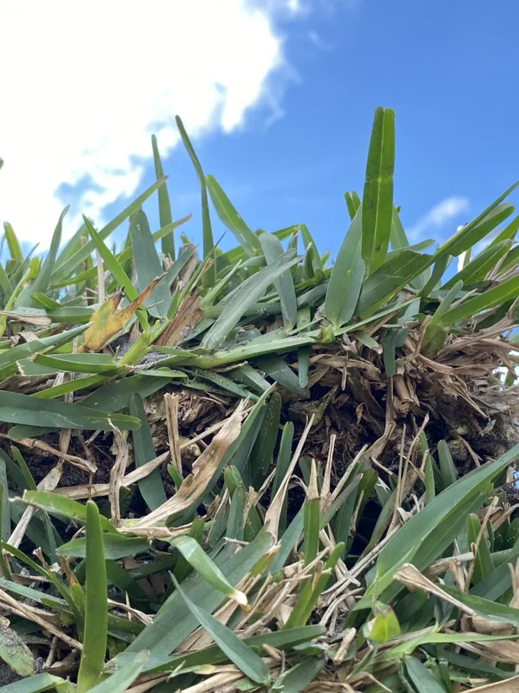 Local yard maintenance in Bradenton, FL - Amazing Landscape Service