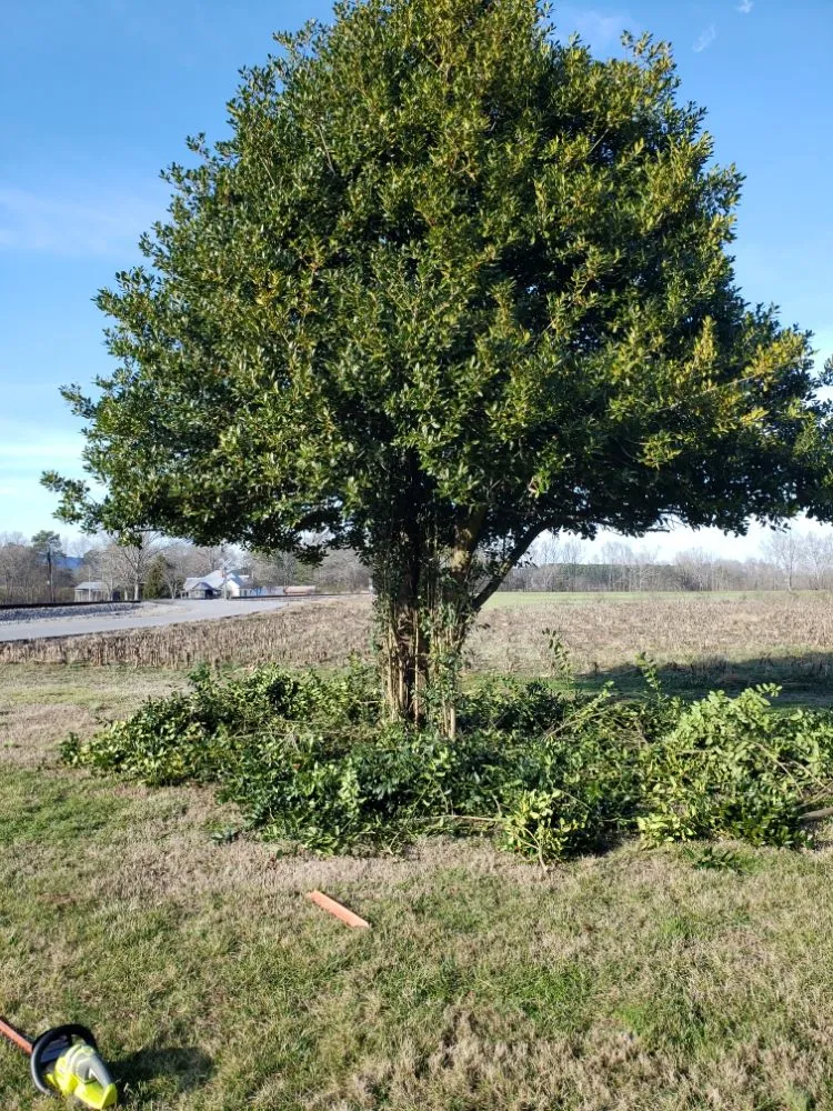 Custom yard maintenance experts serving Calhoun, GA - amazing lawn care and home improvement