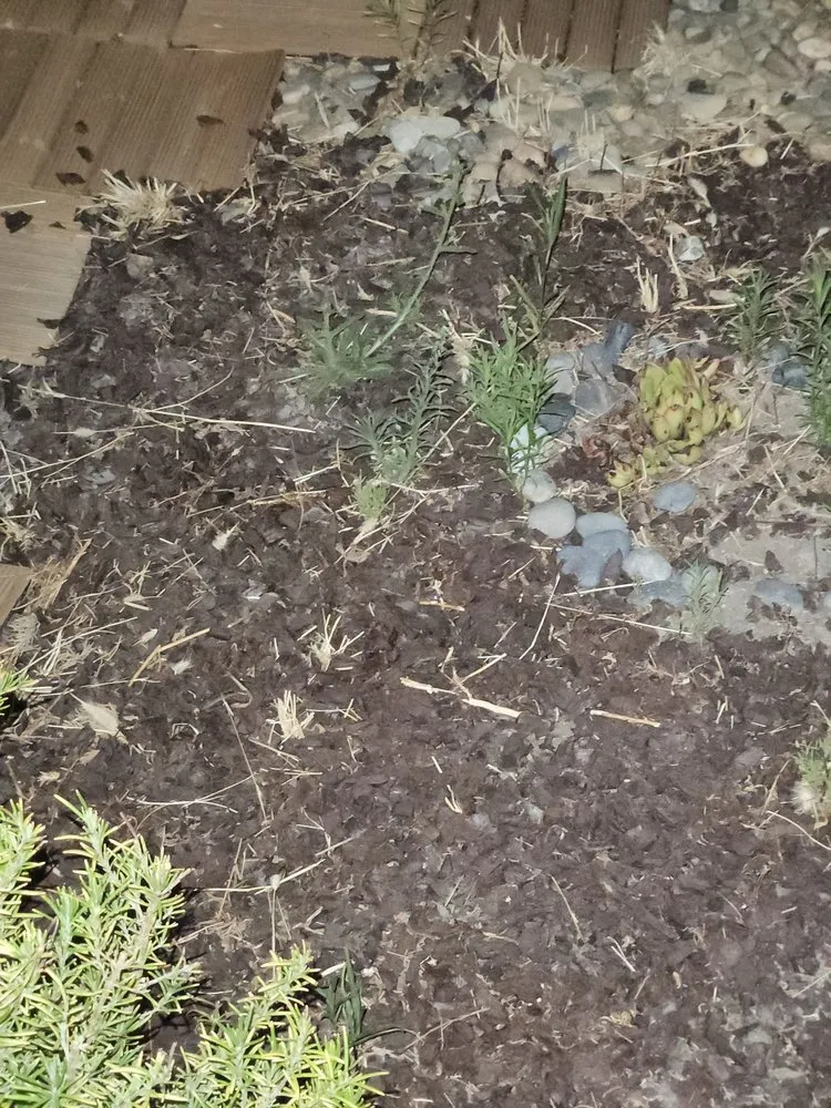 Expert lawn care service for year-round maintenance across Sacramento, CA - Amazing Lawn Service