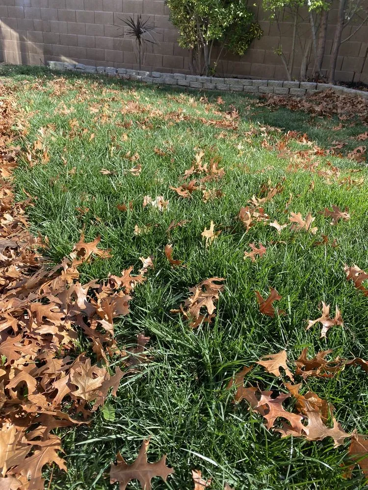 Top-rated landscaping services in Sacramento, CA - Amazing Lawn Service