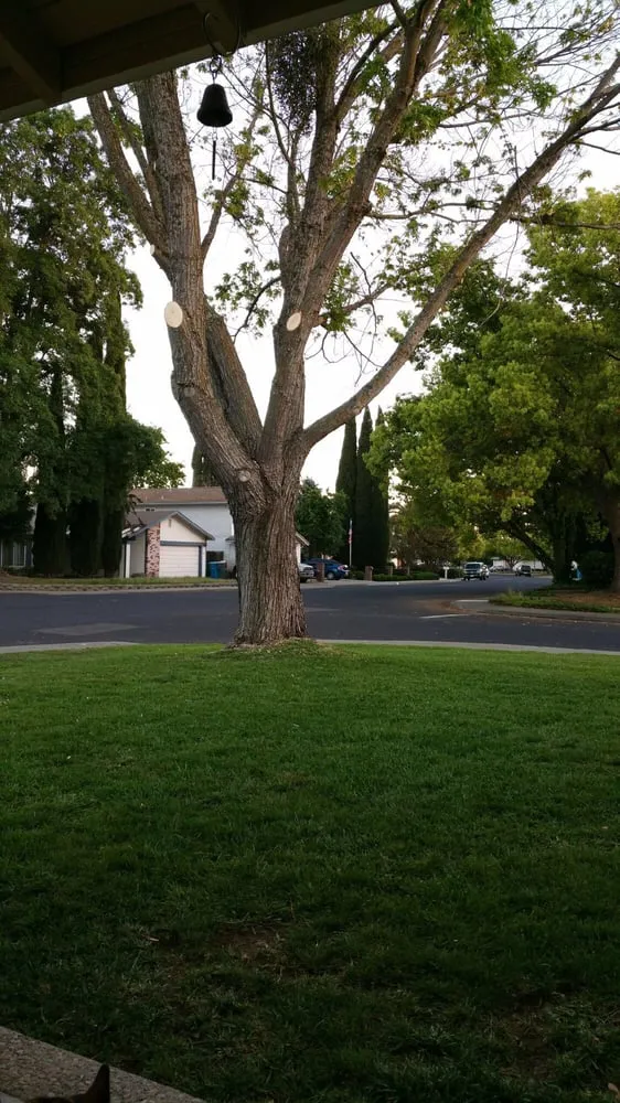 Local garden landscaping for homes in Sacramento, CA by Amazing Lawn Service