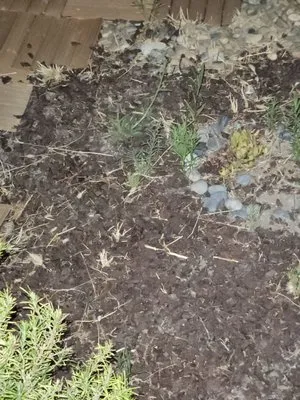 Amazing Lawn Service Logo