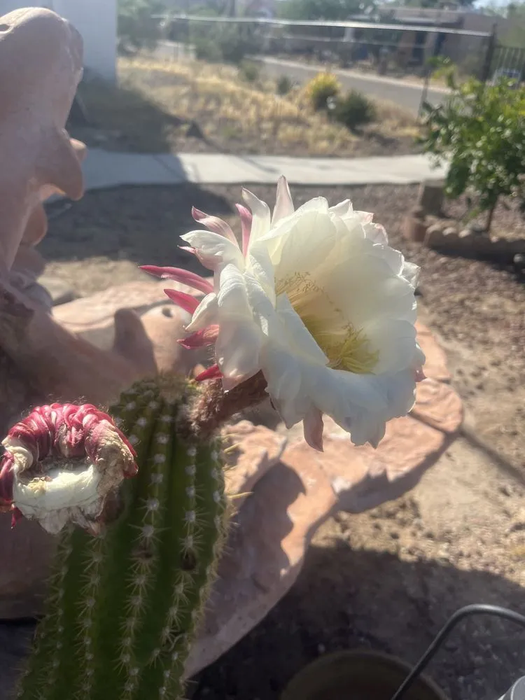 Custom lawn mowing service in Tucson, AZ by Amazing Results Landscapers