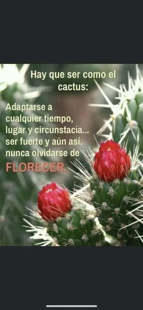 Top-rated lawn care service in Tucson, AZ by Amazing Results Landscapers