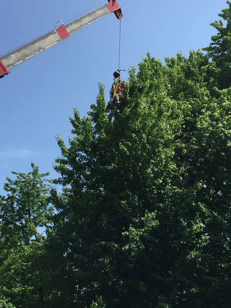 Professional garden landscaping in Dover, NJ by Amazing Tree Services