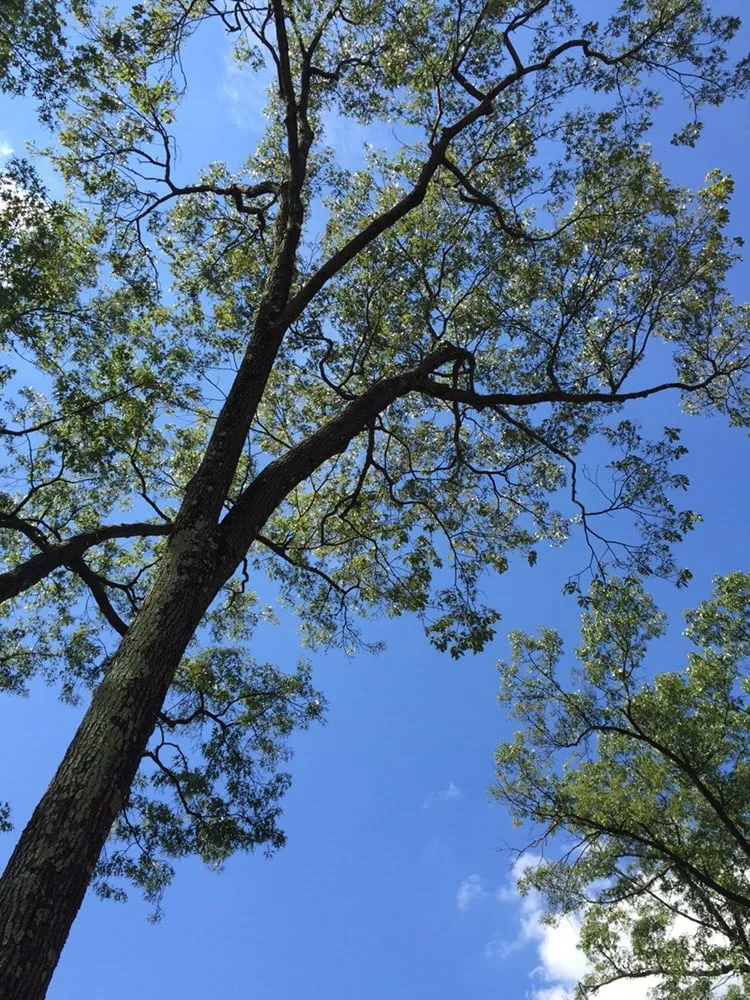 Professional landscape installation experts serving Dover, NJ - Amazing Tree Services