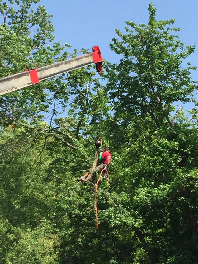 Local lawn care service in Dover, NJ - Amazing Tree Services