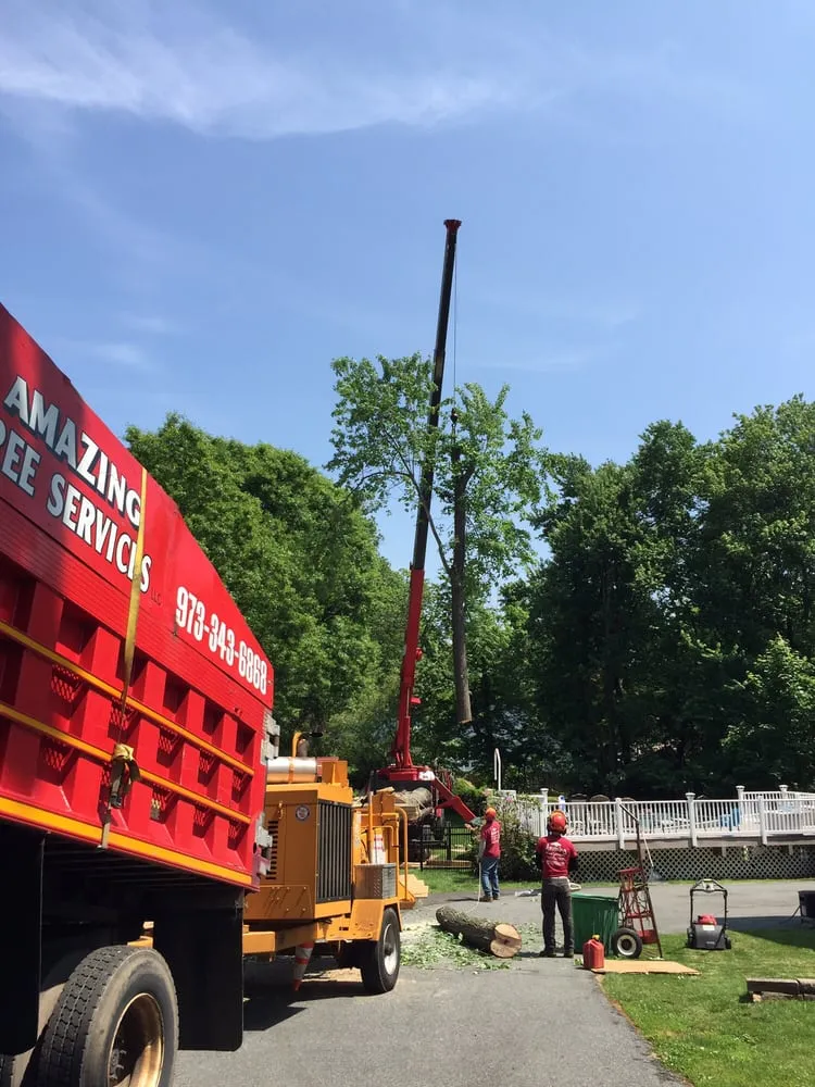 Custom yard cleanup service in Dover, NJ by Amazing Tree Services