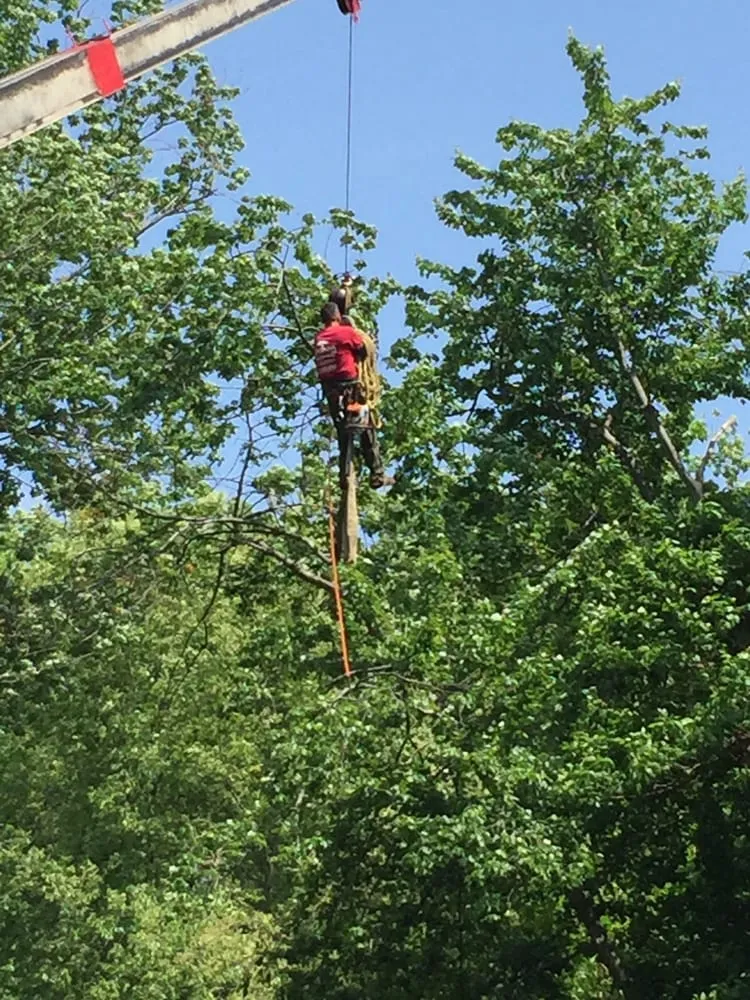 Professional residential landscaping for homes across Dover, NJ - Amazing Tree Services