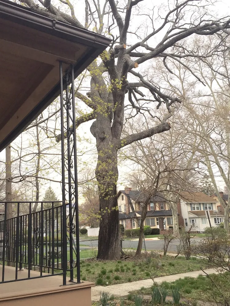 Top-rated yard maintenance experts serving Dover, NJ - Amazing Tree Services