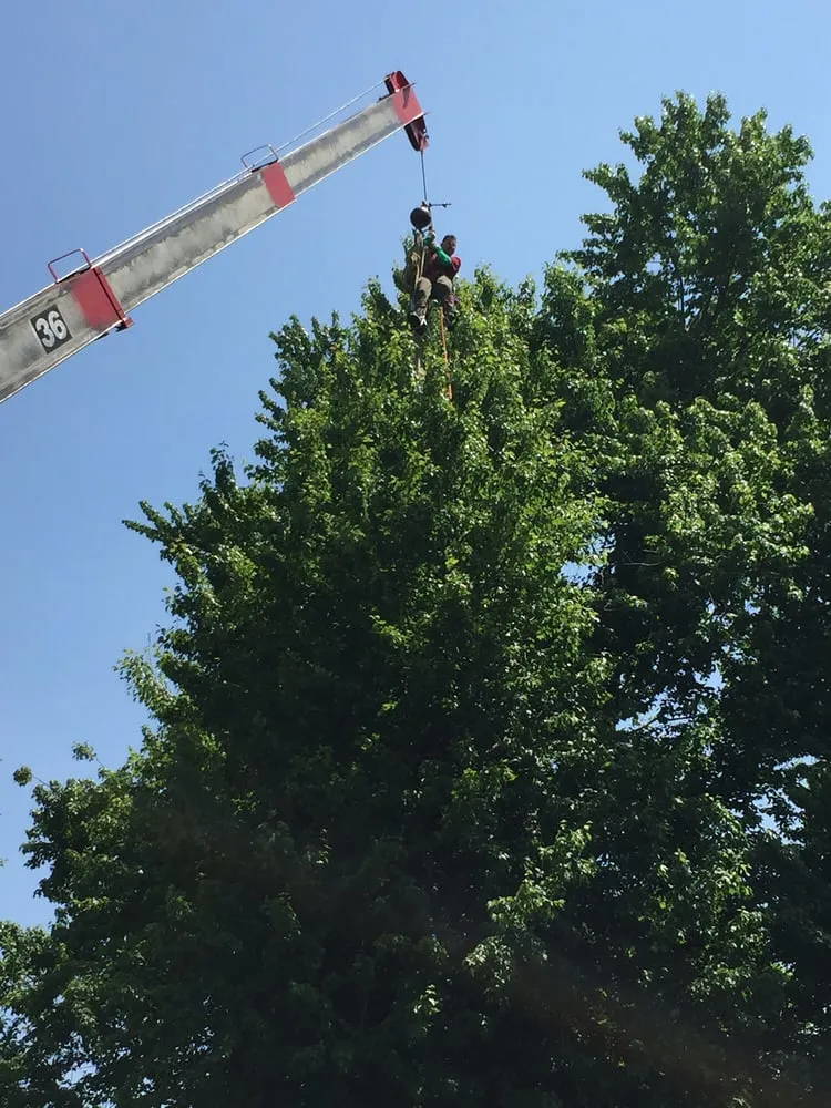 Top-rated landscaping services in Dover, NJ by Amazing Tree Services