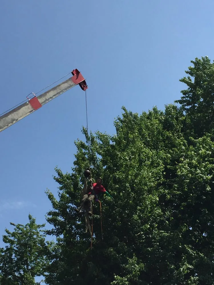 Professional landscape installation in Dover, NJ - Amazing Tree Services