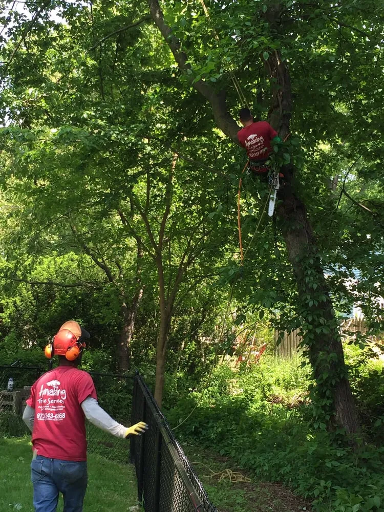 Custom yard cleanup service in Dover, NJ by Amazing Tree Services