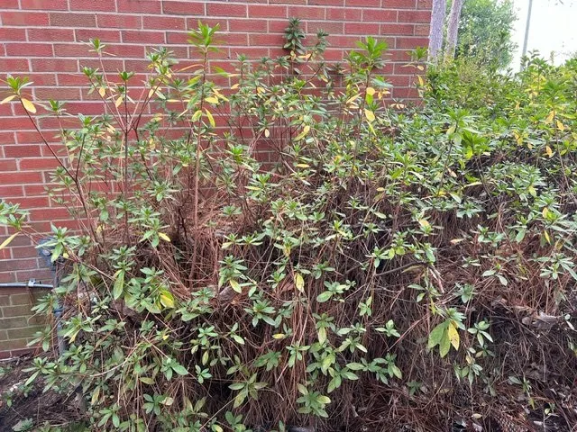 Expert garden landscaping experts serving Fayetteville, NC - Amazing View Lawn Care