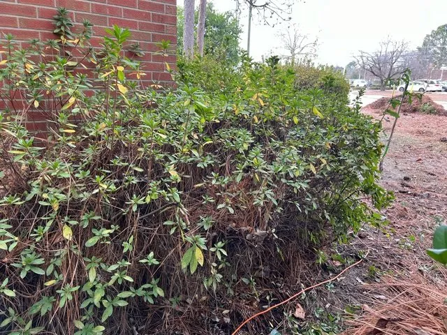 Expert yard cleanup service experts serving Fayetteville, NC - Amazing View Lawn Care