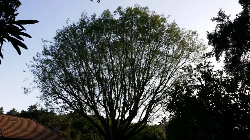 Trusted yard cleanup service for outdoor upgrades across Los Angeles, CA - Amazon Tree Service