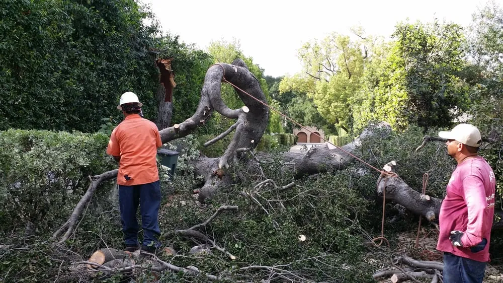 Reliable lawn care service for outdoor upgrades across Los Angeles, CA - Amazon Tree Service