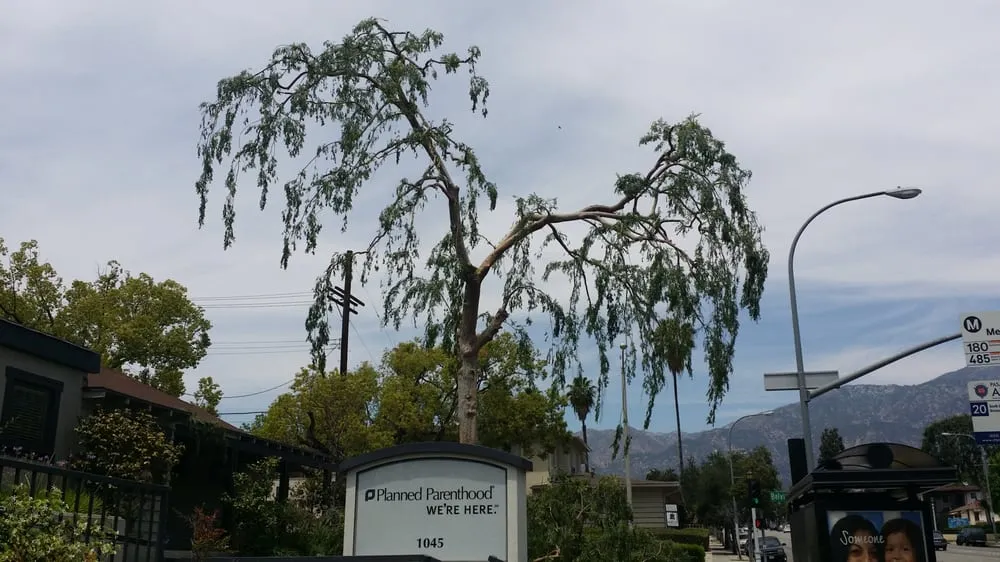 Reliable landscaping services for beautiful yards across Los Angeles, CA - Amazon Tree Service